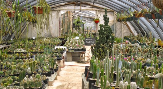 Cactus nursery