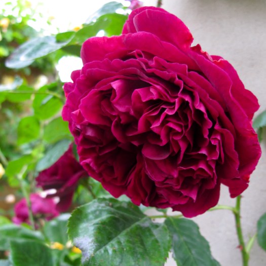Falstaff rose