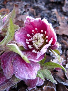 Frosty hellebore