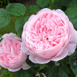 Queen of Sweden rose