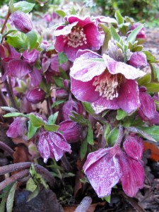 Winter hellebore