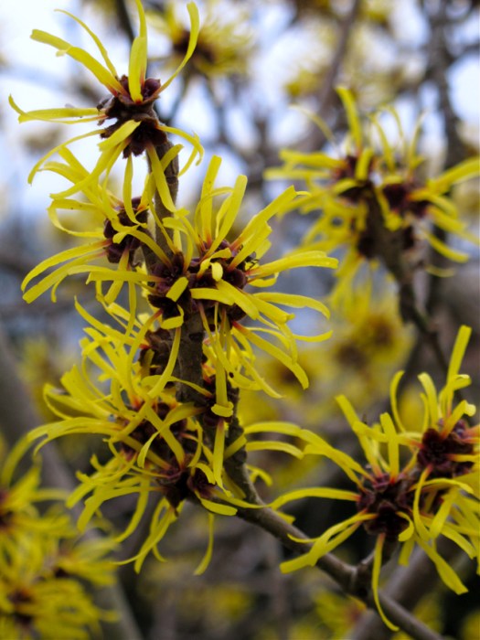 Witch-hazel close up