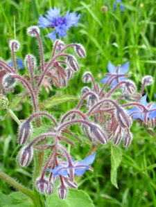 Borage with cornflowers