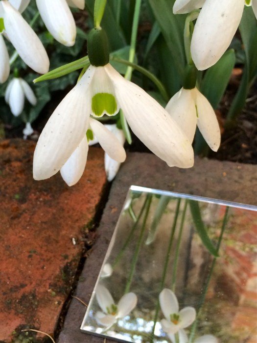Comet snowdrop with reflection