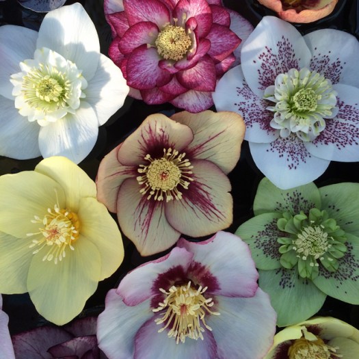 Hellebore Ashwood Garden Hybrid Mix