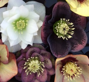 Hellebores: Ashwood Garden Hybrids