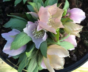 Helleborus thibetanus