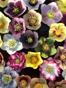 Helleborus x hybridus Ashwood Garden Hybrids