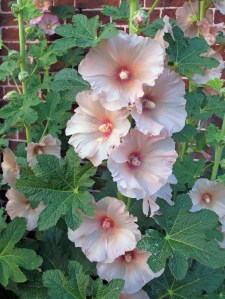 Hollyhocks