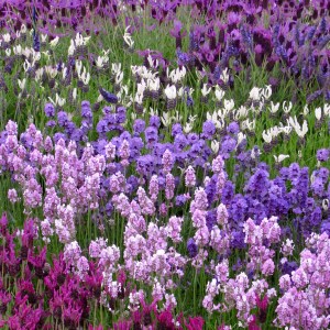 Lavenders