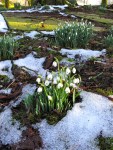 Snowdrops in the churchyard