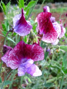 Sweet peas