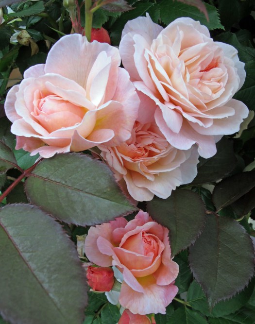 'A Shropshire Lad' rose buds