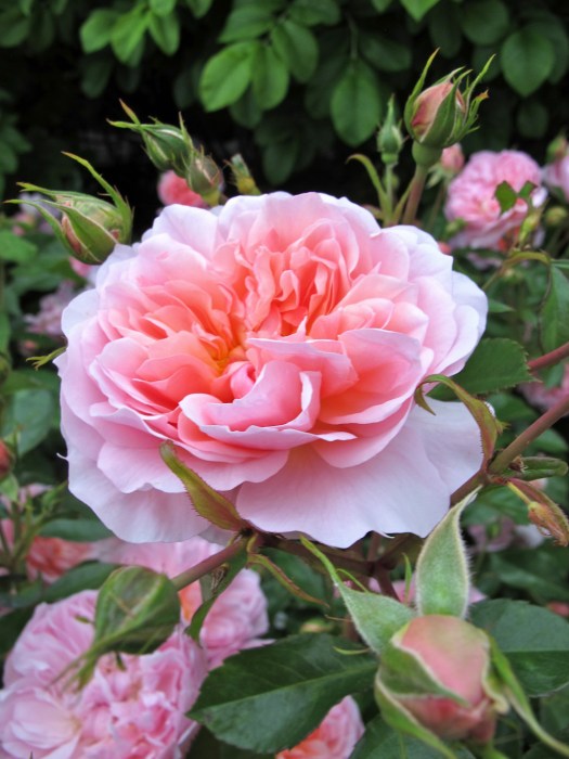 Anne Boleyn rose