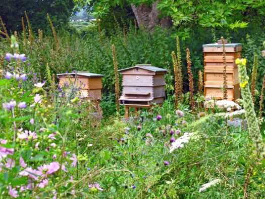 Bee hives in a wildflower meadow