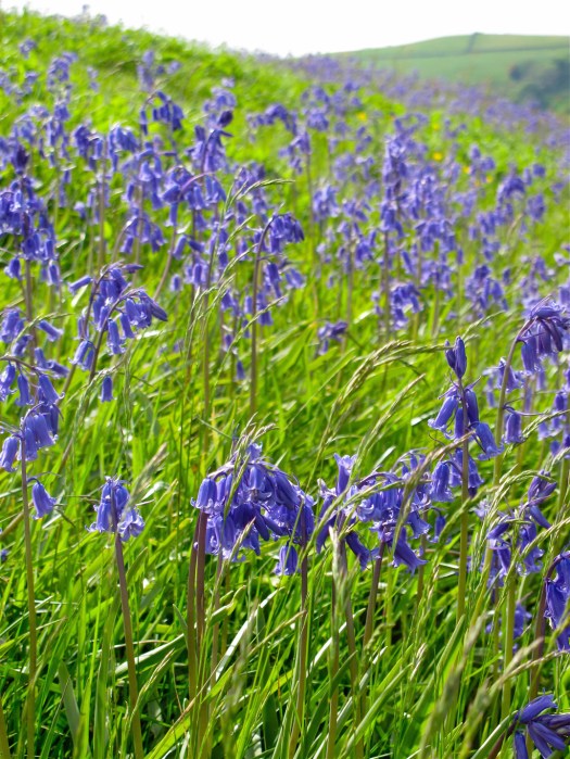 Bluebell meadow