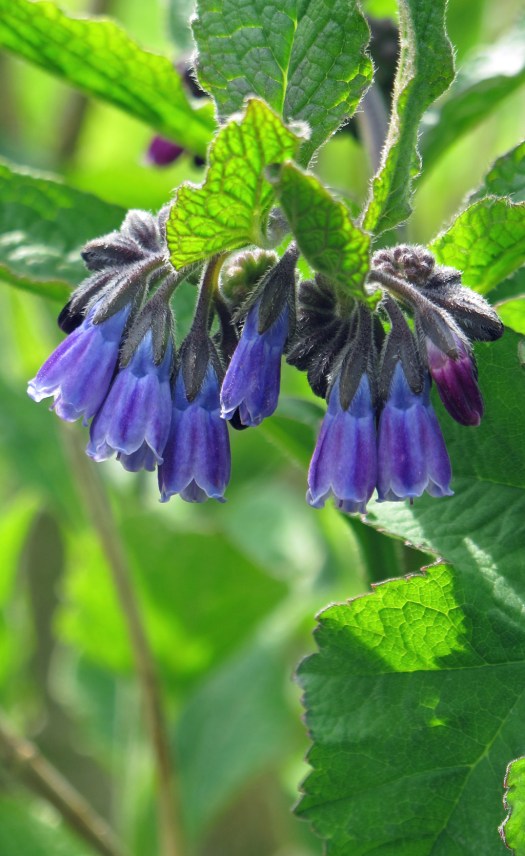 Comfrey