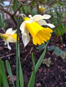 Early daffodils