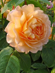Rosa 'Grace'