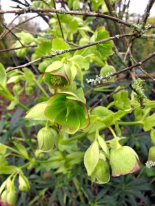 Green hellebore with red picotee effect