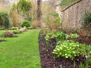 Hellebore border