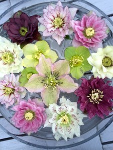 Hellebore Day