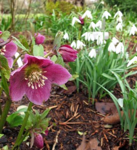 Hellebore with snowdrops