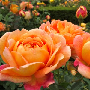 Rosa 'Lady of Shalott'