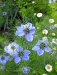 Love-in-a-mist