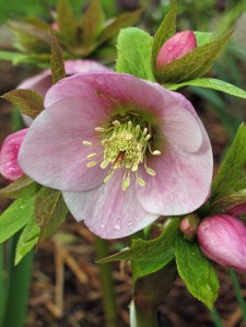 Pink hellebore