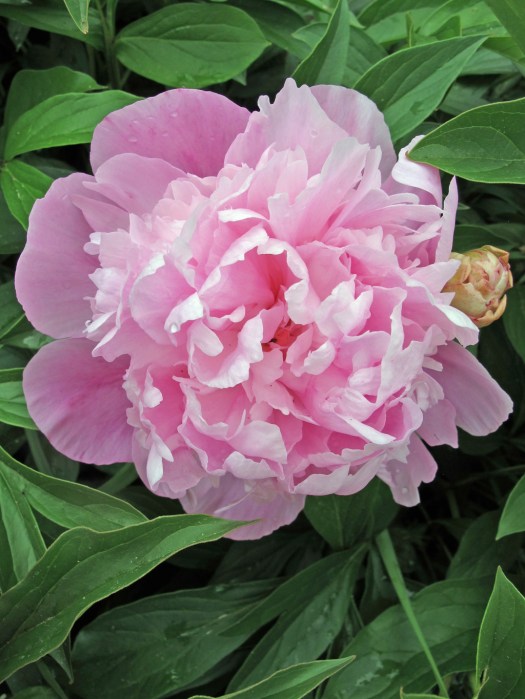 Pink double peony