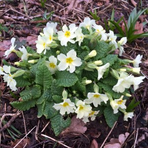 Primrose