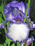 Purple-Iris