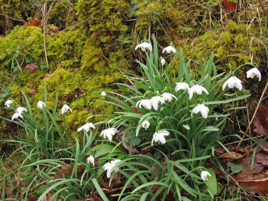 Snowdrops growing on a mossy bank