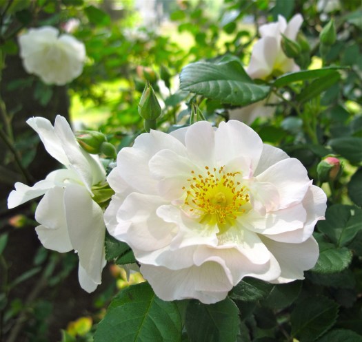 White-rose