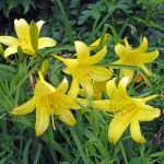 Yellow-lily