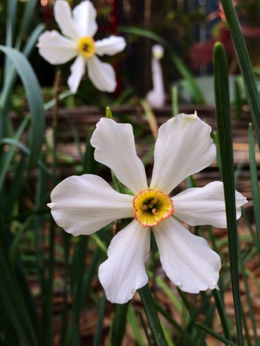 Narcissus poeticus Pheasant's Eye