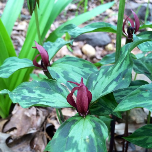Trillium recurvatum