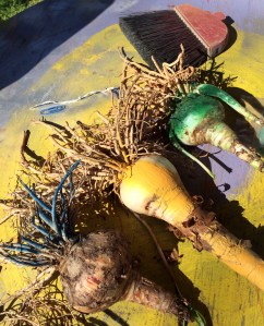 Spray painted crinum lily bubs