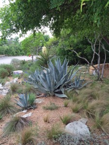 Agave