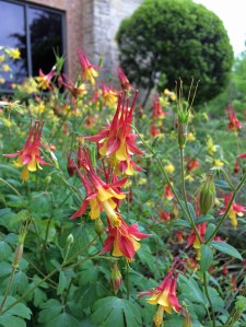 Aquilegia canadensis
