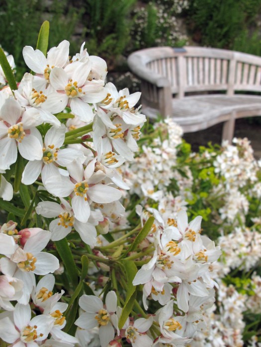 Bench in the Dorothy Clive Gardens