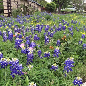 Bluebonnet field
