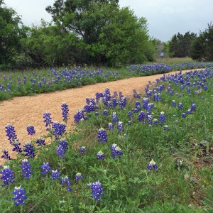 Bluebonnets by path