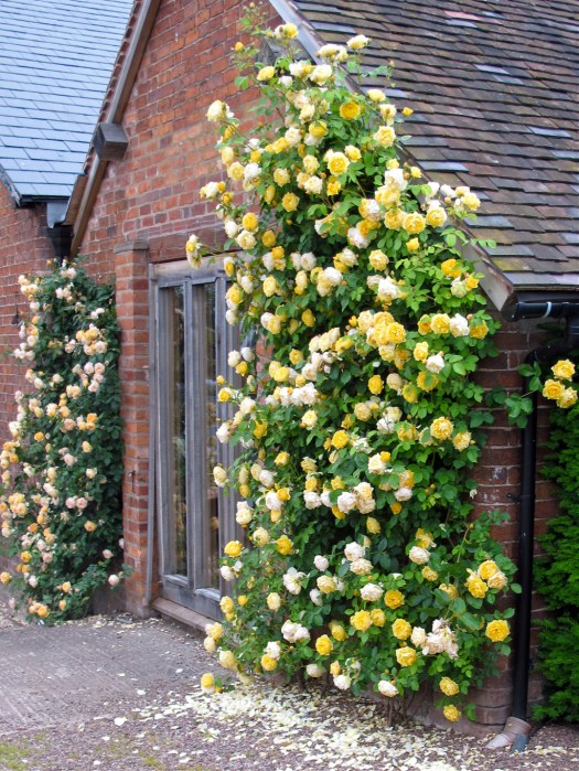 English Climbing roses