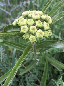 Flower with green buds