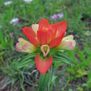 Indian paintbrush
