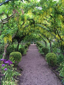 Laburnum walk at the Dorothy Clive Garden