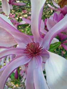Pink magnolia