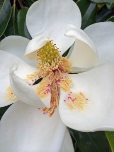 Magnolia grandiflora